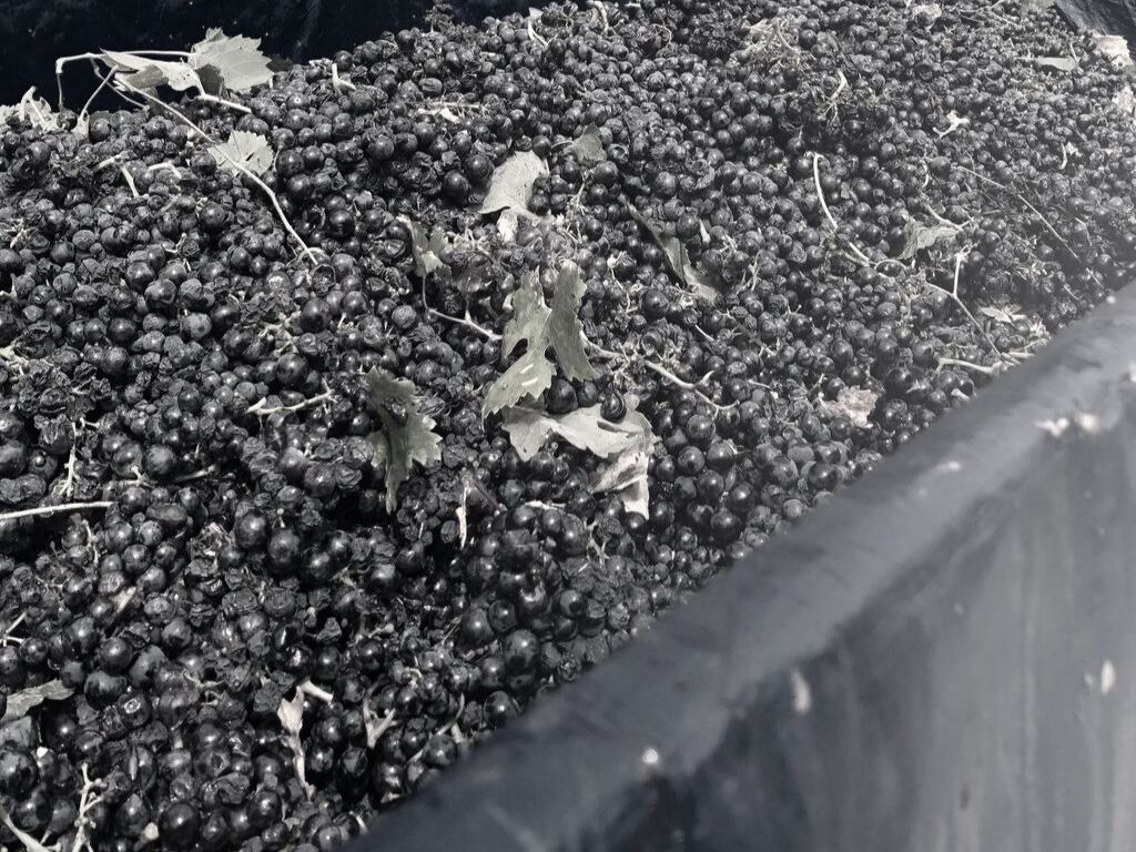 primitivo