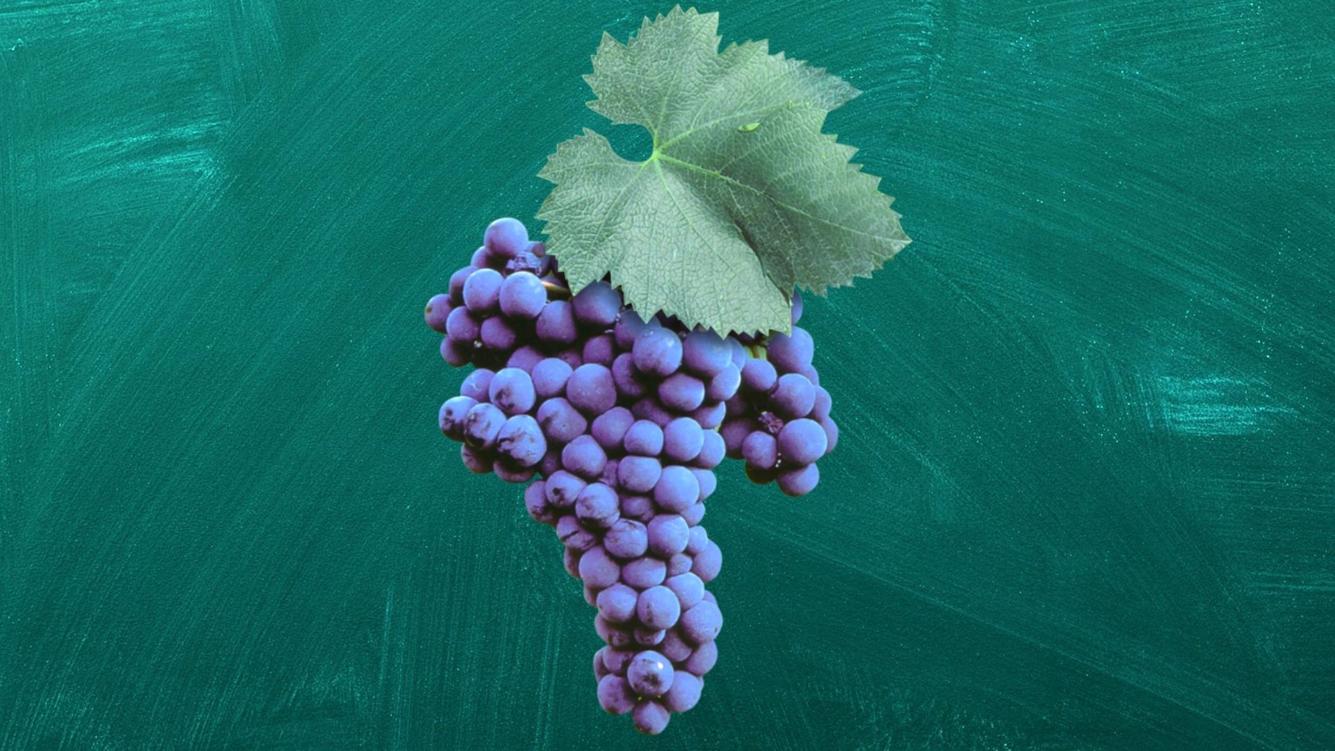 malvasia nera
